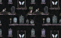 Love, Kyr - Oddities Shelves Black